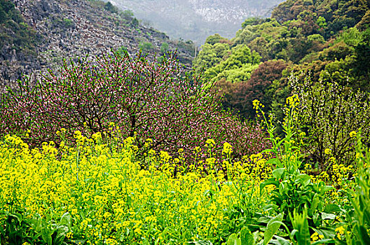 春天的油菜花