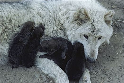 大灰狼,狼,母兽,诞生,幼仔,明尼苏达