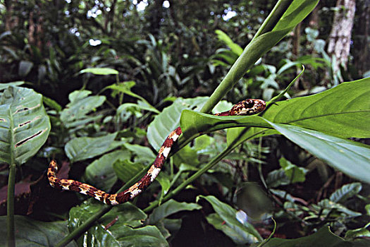 哥斯达黎加,蛇,树上,大幅,尺寸