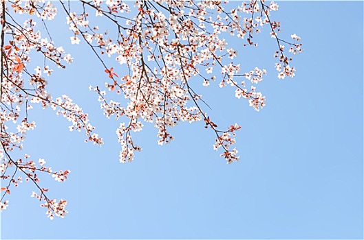 春天,盛开,枝条,樱桃树