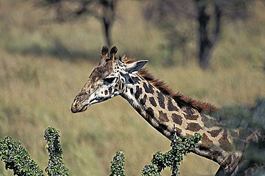马赛长颈鹿,马赛马拉,公园,肯尼亚