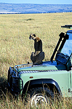 肯尼亚,马塞马拉野生动物保护区,印度豹,引擎盖,路虎,猎豹