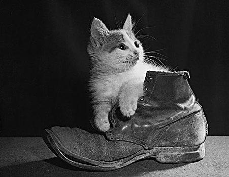 小猫,老,靴子