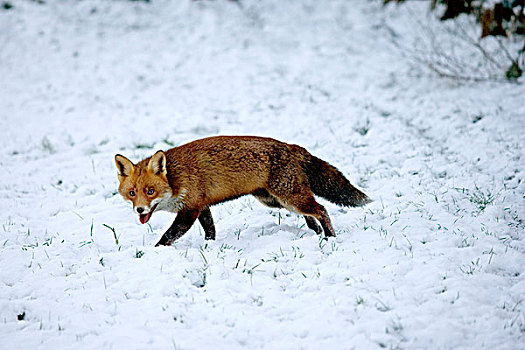 红狐,狐属,成年,走,雪,诺曼底