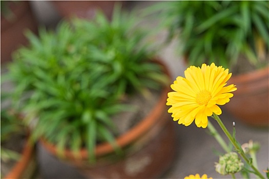 雏菊,黄花,站立,绿色