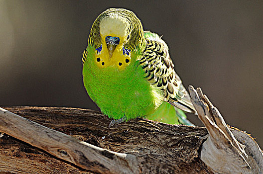 虎皮鹦鹉,中心,澳大利亚