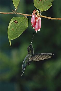 蜂鸟,石南,雾林,哥斯达黎加