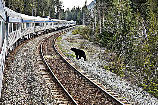 黑熊,美洲黑熊,站立,旁侧,轨道,移动,列车,不列颠哥伦比亚省,加拿大