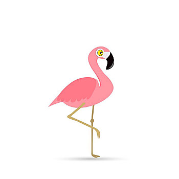 粉红火烈鸟,白色背景