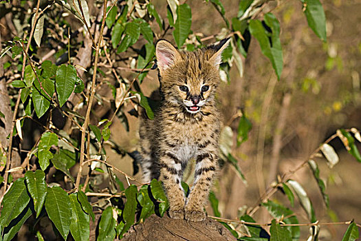 薮猫,五个,星期,老,孤儿,小猫,马赛马拉,肯尼亚