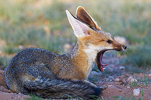 角狐,狐属,洞穴,哈欠,卡拉哈里沙漠,卡拉哈迪大羚羊国家公园,南非,非洲