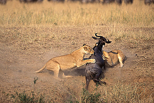 肯尼亚,马塞马拉野生动物保护区,狮子,埋伏,杀,角马,马拉河
