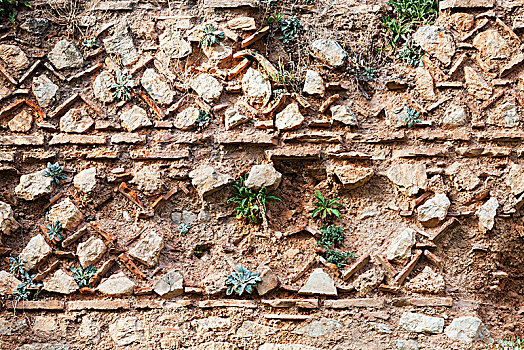 老,石墙,植物,特尔斐城,希腊