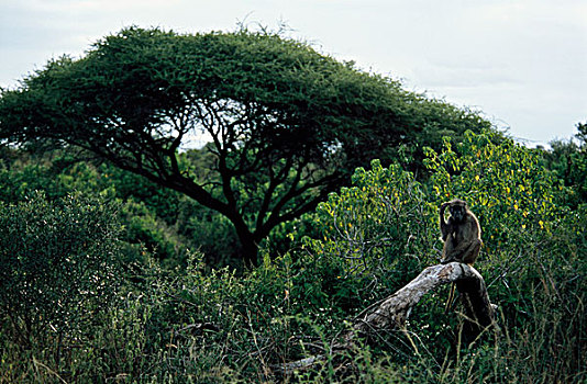 东非狒狒,克鲁格国家公园,南非