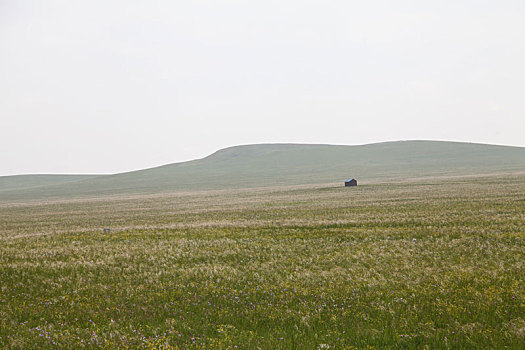 内蒙古西乌珠穆沁大草原美景