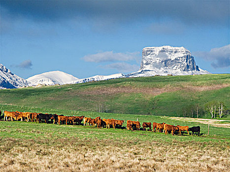 牲畜,红色,黑色,菜牛,向上,绿色,春天,草场,积雪,落基山脉,背景,艾伯塔省,加拿大