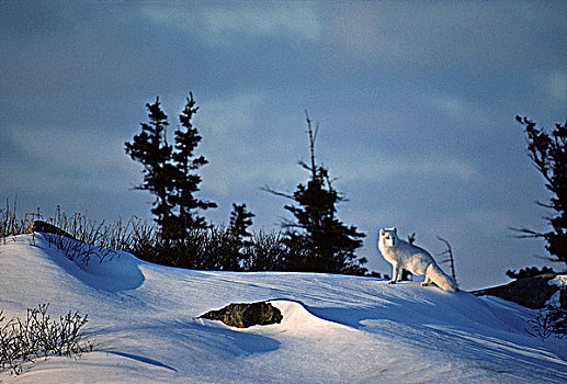 北极狐,冬天,瓦普斯克国家公园,北方,曼尼托巴,加拿大