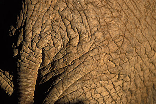 非洲,肯尼亚,萨布鲁国家公园,特写,褶皱,皮肤,尾部,非洲象,日落