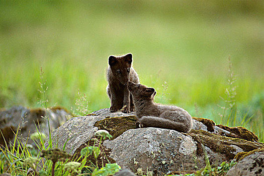 北极狐,幼仔,岩石上,阿拉斯加