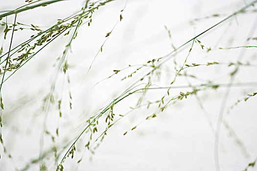 植物,局部,风景