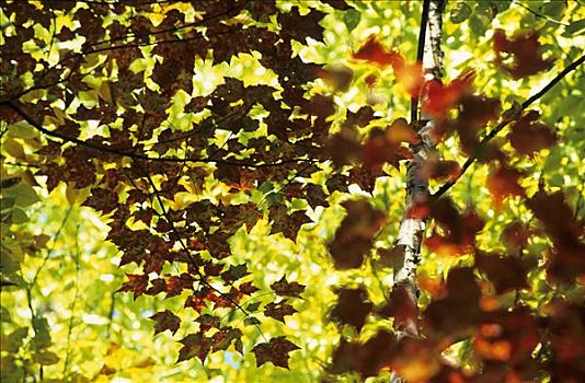糖枫,叶子,糖槭,秋色,东方,加拿大,深秋,摩利斯,国家公园