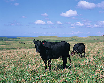 草场,地点,毛豆,黑色,母牛