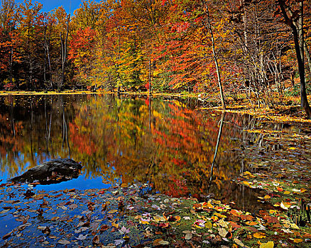 美国,纽约,阿第伦达克山,秋天,水塘,大幅,尺寸