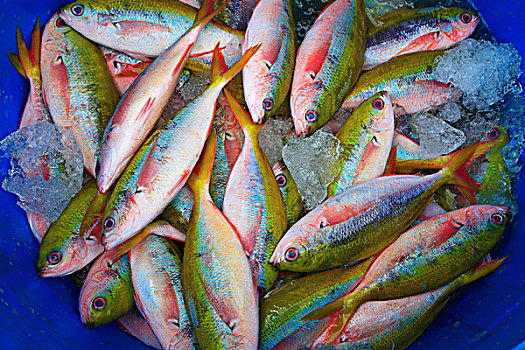 马尔代夫,鱼市,捕鱼