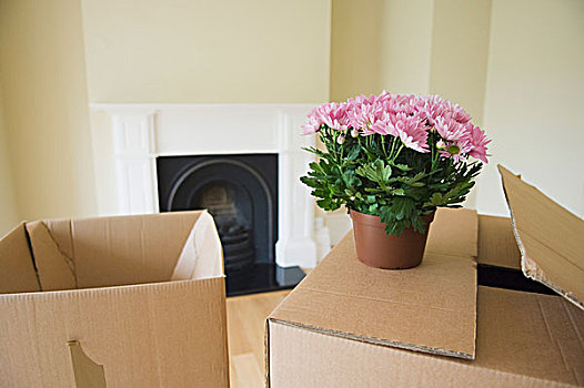 纸板箱,花,新家