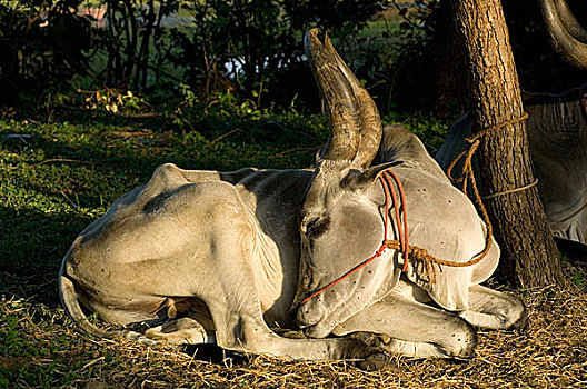 公牛,休息,印度南部,一月,2008年