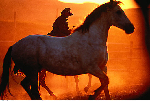 牛仔,骑马,马,日落