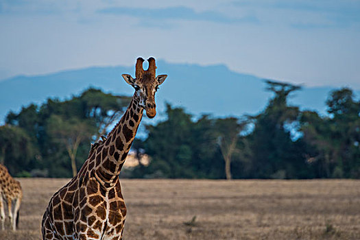 肯尼亚纳库鲁国家公园长颈鹿