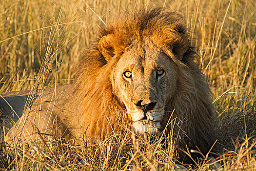 头像,非洲狮,狮子,卧,草,看镜头,奥卡万戈三角洲,博茨瓦纳,非洲