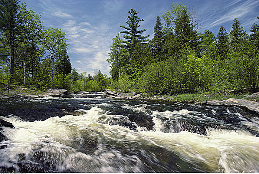 河,树,安大略省,加拿大