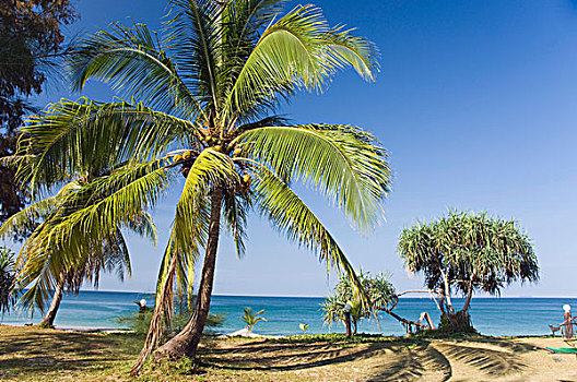 椰树,长,海滩,苏梅岛,岛屿,甲米,泰国,亚洲