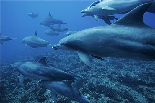 宽吻海豚,游动,上方,珊瑚礁,岛屿,日本