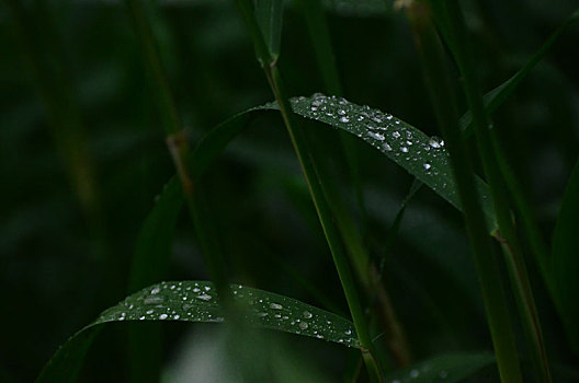 芦苇细雨润无声