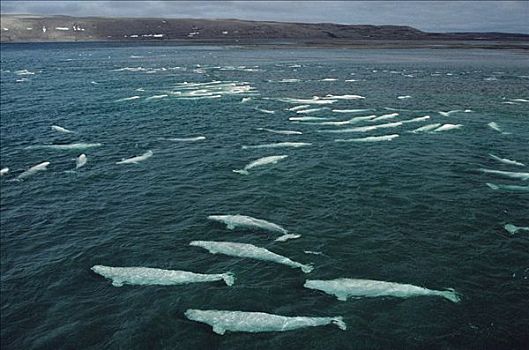 白鲸,群,游动,影子,加拿大西北地区,加拿大