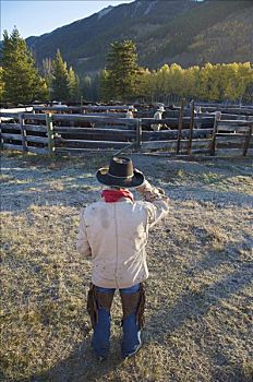 牛仔,圈拢,牛,艾伯塔省,加拿大