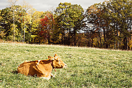 母牛,休息,草,佛蒙特州,美国