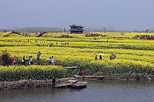 兴化,油菜花,乡村,观光,农业,种,0143