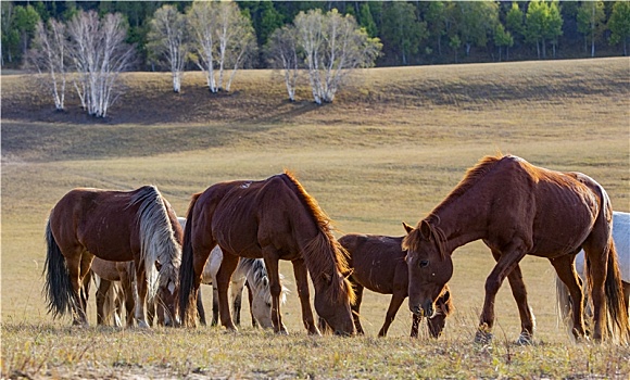 乌兰布统大草原的马群