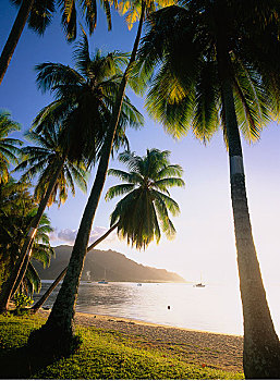 棕榈树,湾,茉莉亚岛,塔希提岛,法属玻利尼西亚