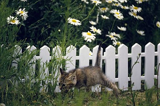 斑猫,小猫,花园
