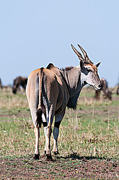 大羚羊,长角羚羊,后视图,马赛马拉国家保护区,裂谷,肯尼亚,非洲