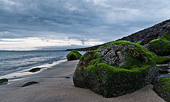 苔藓,遮盖,石头,冰岛
