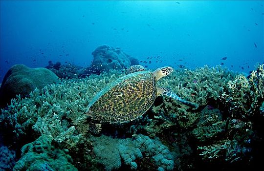 绿海龟,珊瑚礁,龟类