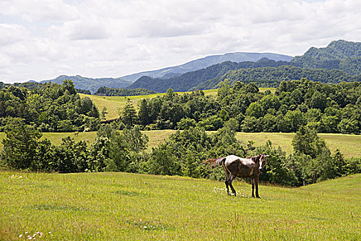 牧场,北海道