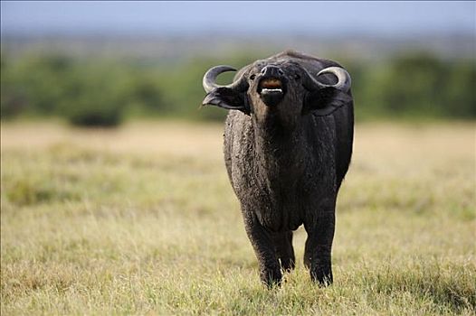 非洲水牛,南非水牛,年轻,雄性动物,禁猎区,肯尼亚,非洲