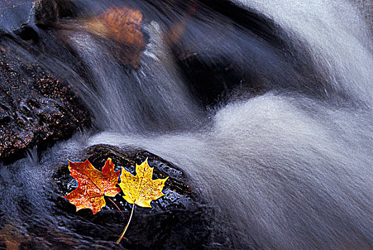 瀑布,枫叶,加蒂诺公园,魁北克,加拿大